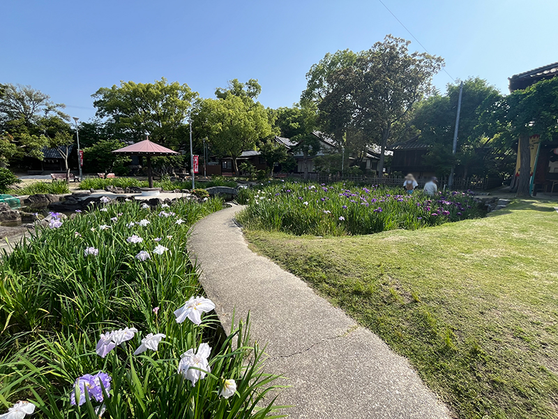 知立公園花しょうぶまつり