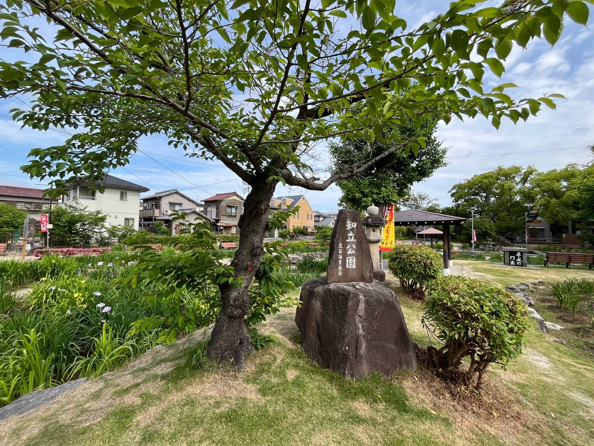 史跡八橋かきつばたまつりの次は…知立公園花しょうぶまつり